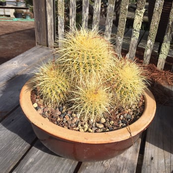 Lone Pine Gardens - Nurseries & Gardening Near Me - Sebastopol, California