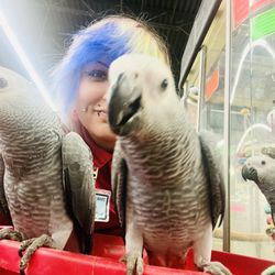 Carters Pet Mart - African grey triplets!