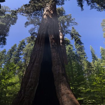 Calaveras Big Trees State Park - Parks Near Me - Arnold, California Calaveras Big Trees State Park - Parks Near Me - Arnold, California