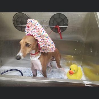 Canine Republic - Giovanni's bath time at Canine republic - Pet Groomers Near Me - Plano, Texas Canine Republic - Giovanni's bath time at Canine republic - Pet Groomers Near Me - Plano, Texas