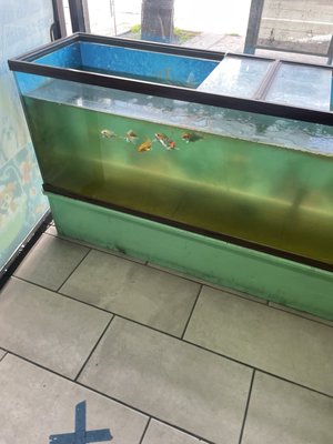 Pete’s Pet Supply by null