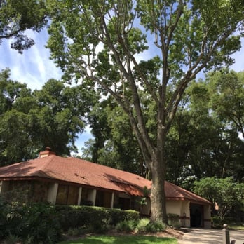 Jeffenson's - Before - Tree Services Near Me
