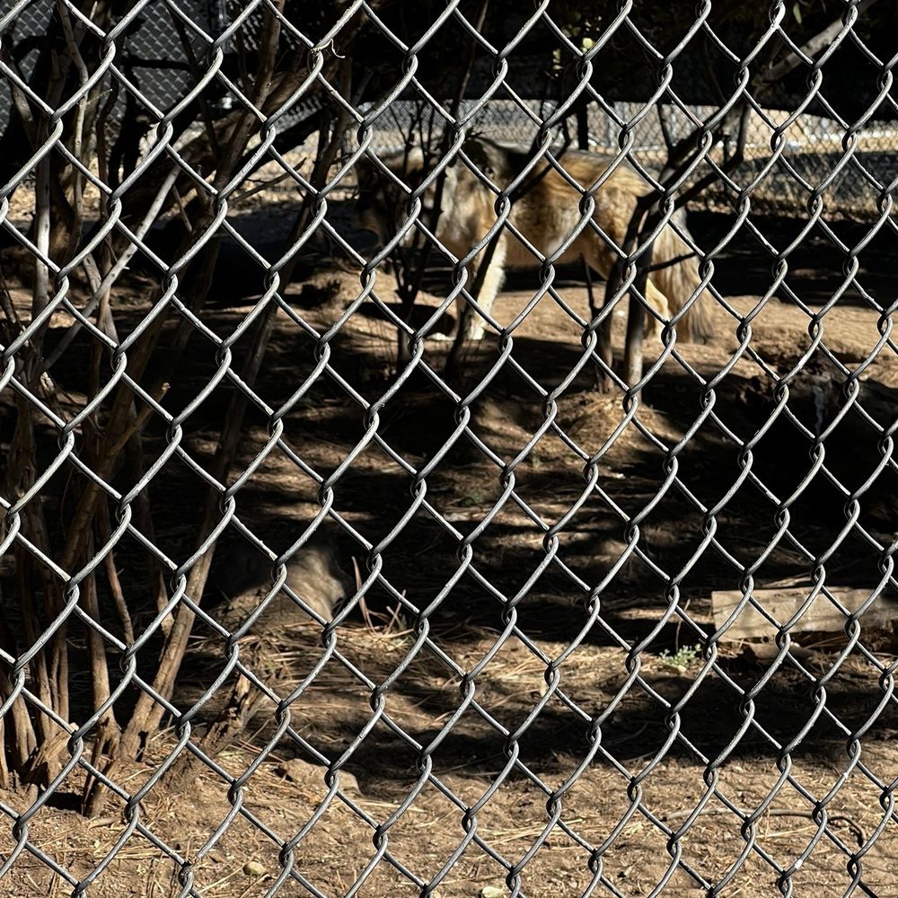 California Wolf Center - Zoos Near Me - Julian, California California Wolf Center - Zoos Near Me - Julian, California