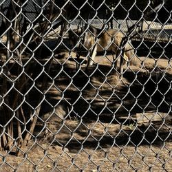 California Wolf Center
