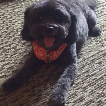 Dirty Dog Solutions - I can see him smiling!! - Pet Groomers Near Me Dirty Dog Solutions - I can see him smiling!! - Pet Groomers Near Me