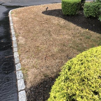 4everGreen Turf Management - Burned grass!! - Pest Control Near Me - West Warwick, Rhode Island 4everGreen Turf Management - Burned grass!! - Pest Control Near Me - West Warwick, Rhode Island