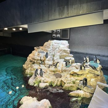New England Aquarium - Aquariums Near Me - Boston, Massachusetts New England Aquarium - Aquariums Near Me - Boston, Massachusetts