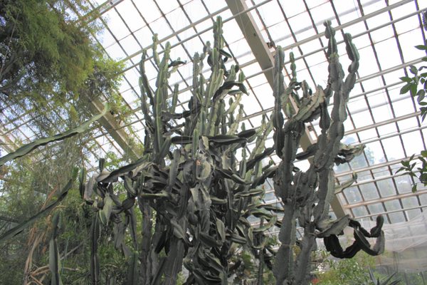 Palmiarnia Poznańska by null