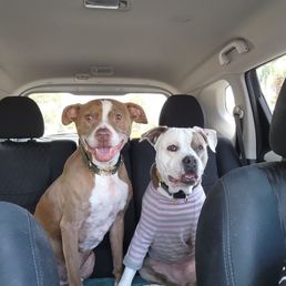 Happy kiddos, cause they know we're headed to Dog Supplies 3 Happy kiddos, cause they know we're headed to Dog Supplies 3