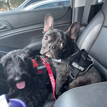 Wag-N-Tails - Covit - Pet Groomers Near Me - Las Vegas, Nevada