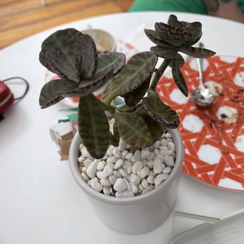 Dior Cafe - Succulent - Coffee & Tea Near Me - Miami, Florida Dior Cafe - Succulent - Coffee & Tea Near Me - Miami, Florida