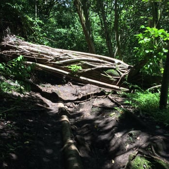 Makiki Valley Trail - Tree down gotta go under - Hiking Near Me - Honolulu, Hawaii Makiki Valley Trail - Tree down gotta go under - Hiking Near Me - Honolulu, Hawaii