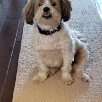 Animal Wellness Clinic - My sweet, boy loves Dr. Bonny Willhite! - Veterinarians Near Me - Milton, Georgia