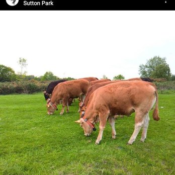Sutton Park - Wild cows in Sutton Coldfield Park - Parks Near Me - Sutton Coldfield, XWM