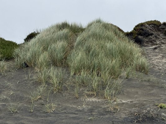 Ocean Beach by null