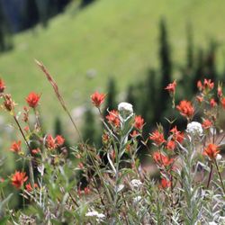 Mt. Rainier Gondola - So many wildflowers!
