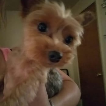 Seusspup - Fresh and so clean - Pet Groomers Near Me - North Hollywood, California Seusspup - Fresh and so clean - Pet Groomers Near Me - North Hollywood, California