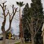 Photo of Carlos G Landscaping