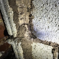 HazMatt Pest Control - If you look closely, you can see a Termite.