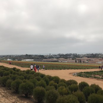 The Flower Fields - March 19, 2017. Finally the blooming has started! - Venues & Event Spaces Near Me - Carlsbad, California