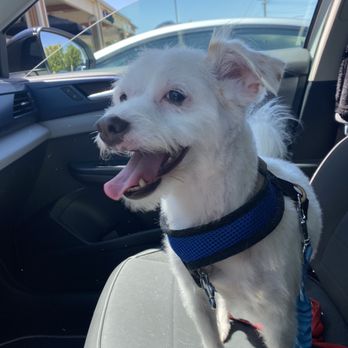Best Paw Forward Pet Grooming - Pet Groomers Near Me - Elverta, California Best Paw Forward Pet Grooming - Pet Groomers Near Me - Elverta, California