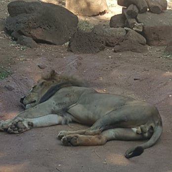 Honolulu Zoo - Nap time - Zoos Near Me - Honolulu, Hawaii Honolulu Zoo - Nap time - Zoos Near Me - Honolulu, Hawaii