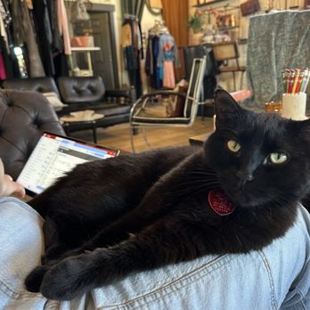 SKŌSH - The coffee shop kitty - Coffee & Tea Near Me - Indianapolis, Indiana