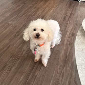 Barkys Bathtime - This was the "haircut" they did yesterday a jokeeeeeee - Pet Groomers Near Me - Rancho Cucamonga, California Barkys Bathtime - This was the "haircut" they did yesterday a jokeeeeeee - Pet Groomers Near Me - Rancho Cucamonga, California