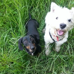 I Love Dog Walks - Happy dogs!