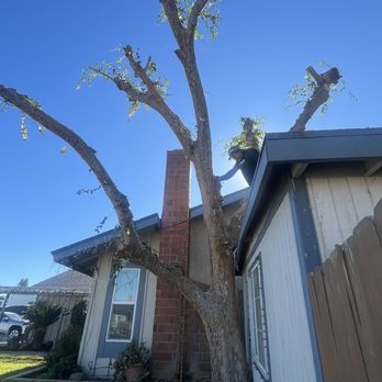 Rivera Tree Service - Tree Services Near Me