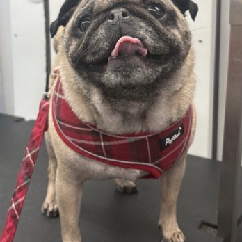 Vanity Fur - Moxie looking happy during her pampering! - Pet Groomers Near Me Vanity Fur - Moxie looking happy during her pampering! - Pet Groomers Near Me