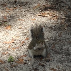 Salt Springs Recreation Area - Cute wildlife