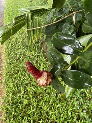 Kahanu Garden, National Tropical Botanical Garden by null