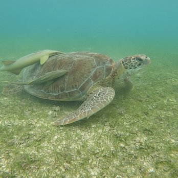 Kay Tours Mexico - Snorkeling during private sea turtle tour. - Snorkeling Near Me - Playa del Carmen, ROO Kay Tours Mexico - Snorkeling during private sea turtle tour. - Snorkeling Near Me - Playa del Carmen, ROO