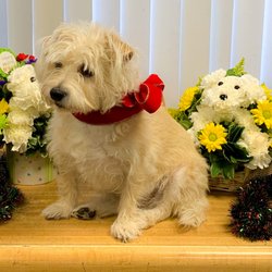 Rocklin Flower Shop