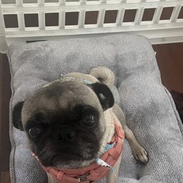 Luna Luna