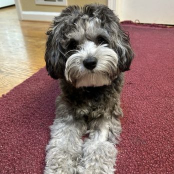Nespresso Boutique - My dog - Coffee & Tea Near Me - Palo Alto, California