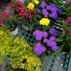 Wagners Garden Center - Hugo - Gorgeous!  Cant wait to get gardening!!!