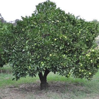 Glashoff Farms - California Navel Oranges - Fruits & Veggies Near Me - Fairfield, California Glashoff Farms - California Navel Oranges - Fruits & Veggies Near Me - Fairfield, California
