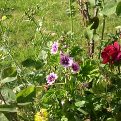 Jim DeMulling Memorial Grove Veterans Park - spring malva and roses at the Vet's Park