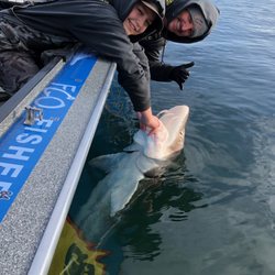 Fisher's Catch Outfitters - Columbia River White Sturgeon