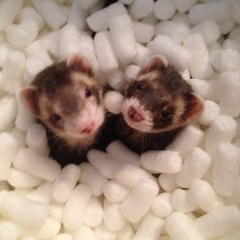 Metropet Veterinary Clinic - These are two of my five ferrets. - Veterinarians Near Me - Berea, Ohio Metropet Veterinary Clinic - These are two of my five ferrets. - Veterinarians Near Me - Berea, Ohio