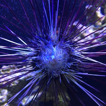 Austin Aquarium - Aquariums Near Me - Austin, Texas Austin Aquarium - Aquariums Near Me - Austin, Texas