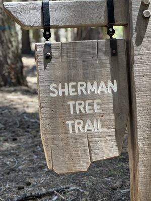 General Sherman Tree by null