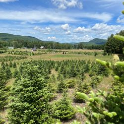 River Bend Christmas Tree Farm