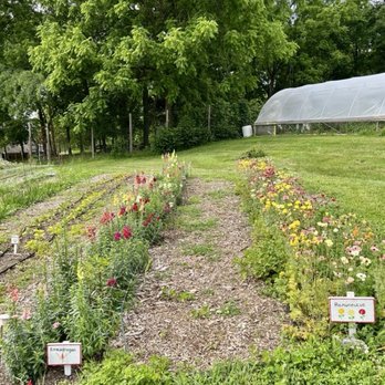 Gorman Heritage Farm - Some of the u-pick flowers (by subscription) - Farms Near Me - Evendale, Ohio Gorman Heritage Farm - Some of the u-pick flowers (by subscription) - Farms Near Me - Evendale, Ohio