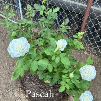 Luna Rose Nursery & Garden - Pascali rose - Nurseries & Gardening Near Me - Cherry Valley, California Luna Rose Nursery & Garden - Pascali rose - Nurseries & Gardening Near Me - Cherry Valley, California