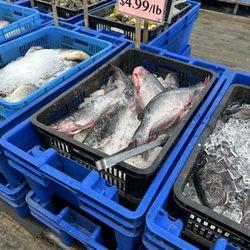 USA Daily Live Seafood Market