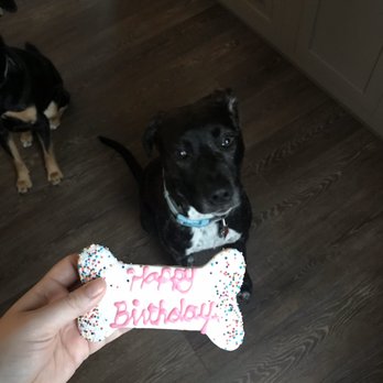 Polkadog Bakery - Patiently waiting for a polka dog bakery birthday treat - Pet Stores Near Me - Lynnfield, Massachusetts Polkadog Bakery - Patiently waiting for a polka dog bakery birthday treat - Pet Stores Near Me - Lynnfield, Massachusetts