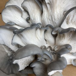 Freedom Fungi